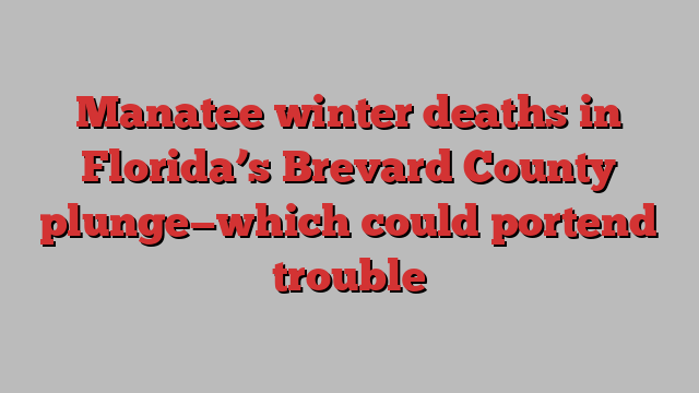 Manatee winter deaths in Florida’s Brevard County plunge—which could portend trouble