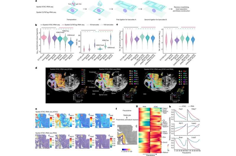 New technology maps where and how cells read their genome