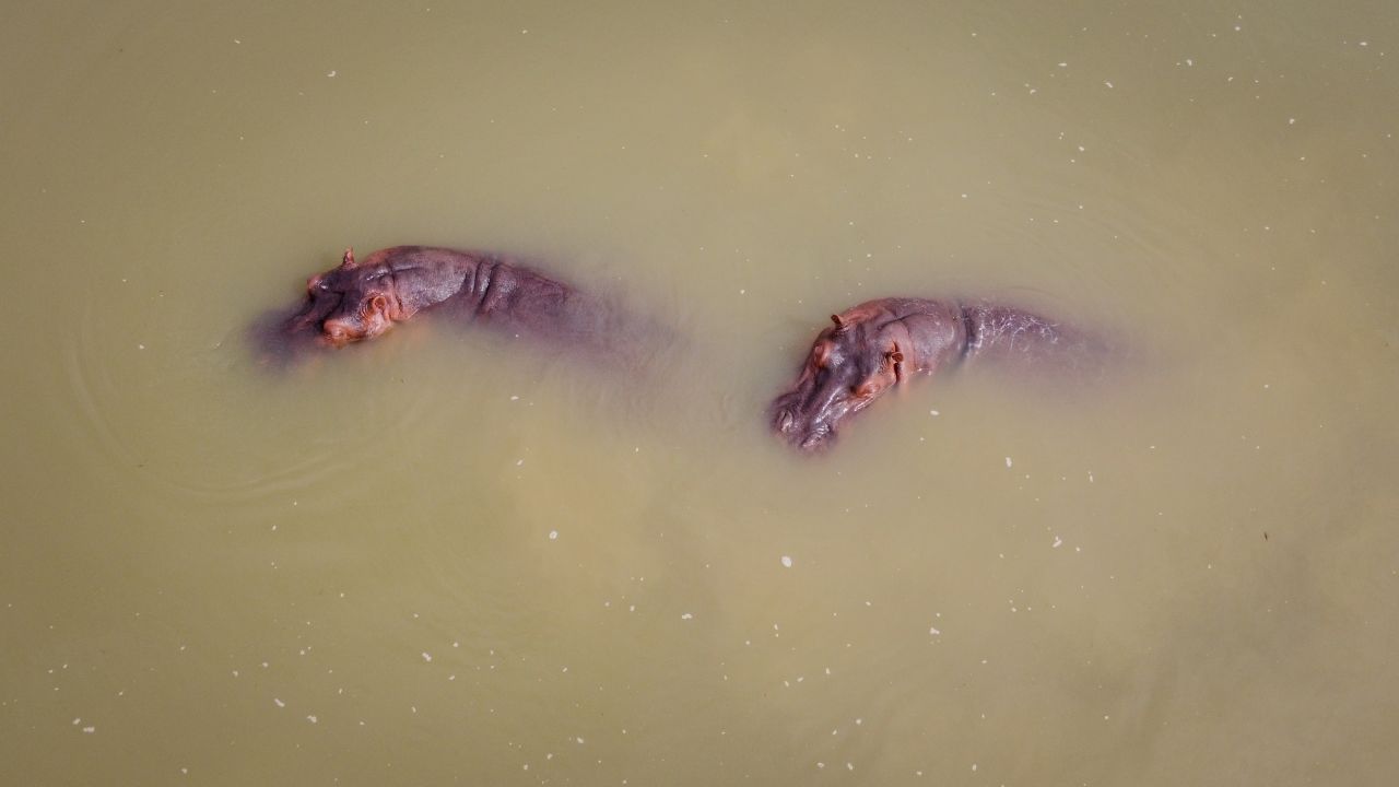 The hippos will be transported to sanctuaries in Mexico and India.