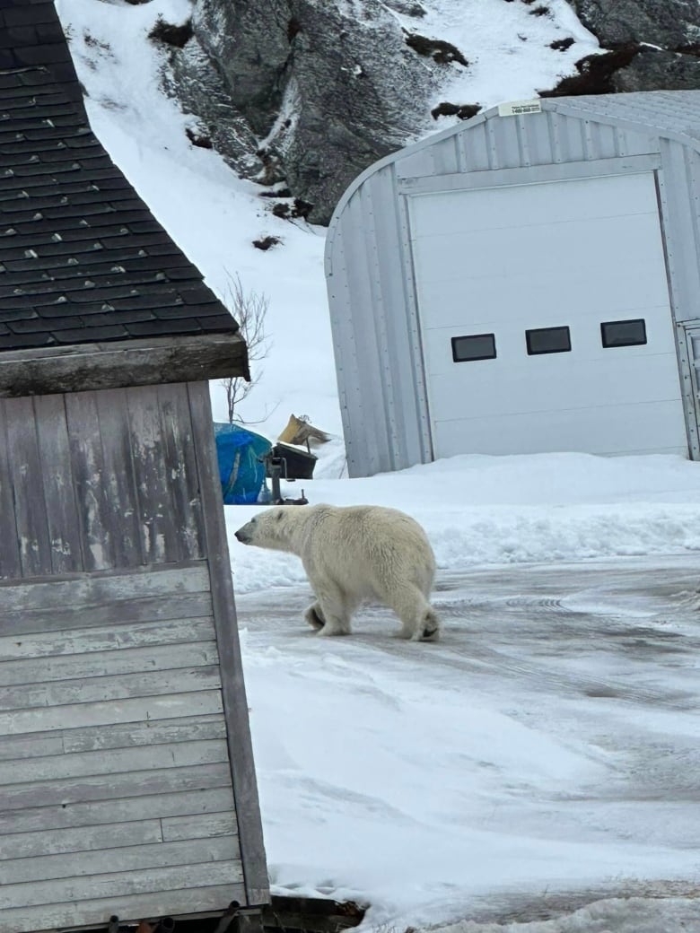 A polar bear walking away with a blue object in the background.