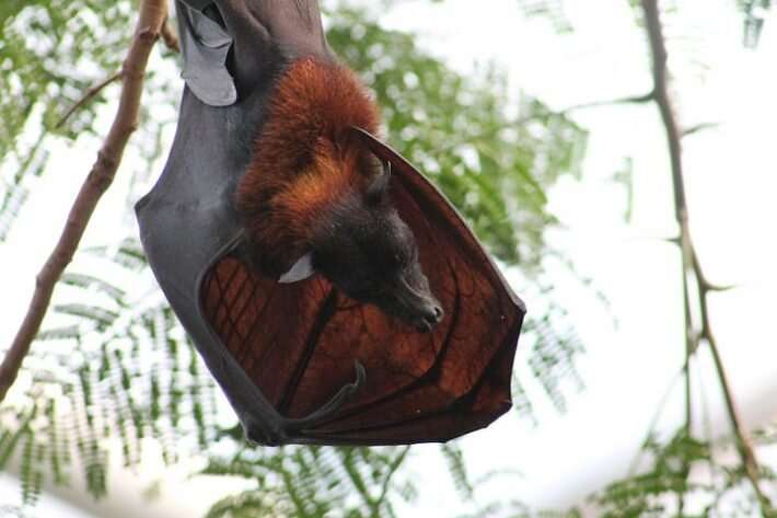 Protecting little brown bats from white-nose syndrome