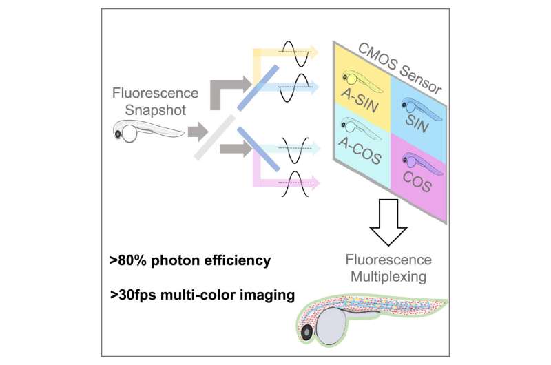 Pictures inside a cell: Researchers develop new tool to provide greater insight into biological processes