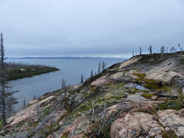 A burnt boreal forest.