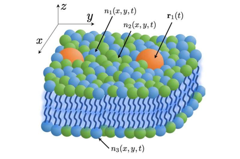 LLNL scientists develop model for more efficient simulations of protein interactions linked to cancer