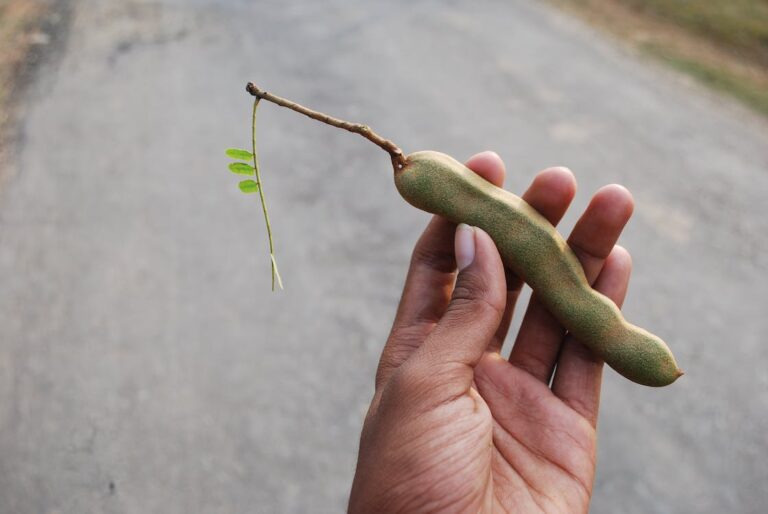 Side Effects of Too Much Black Velvet Tamarind: 10 Reasons to Gauge your Intake