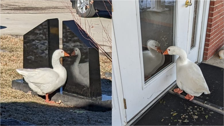 Two side-by-side pictures of the same goose looking at its own reflection, once in a glass door, and once in a shiny memorial headstone.