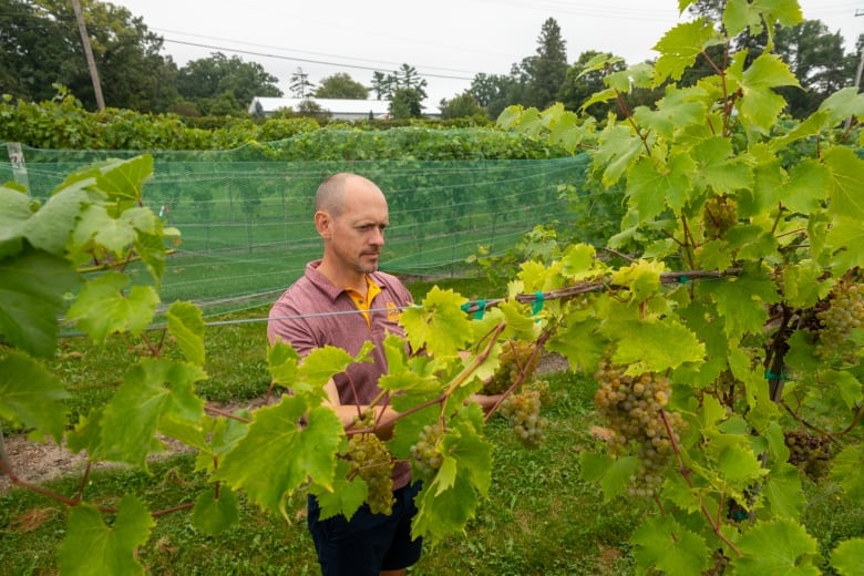 A man standing in an outdoor vineyard examines a grapevine in the summer. 