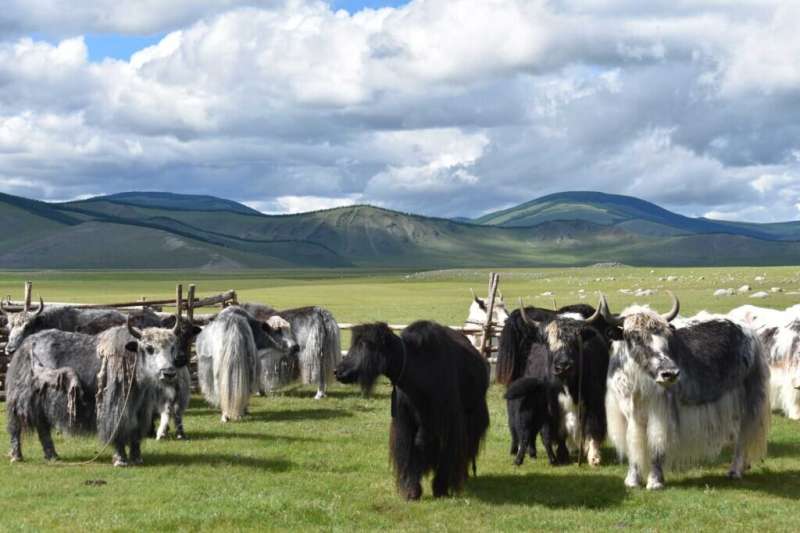 Yak milk consumption among Mongol Empire elites