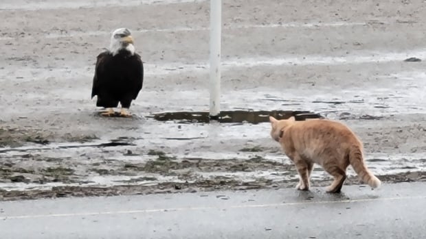 Eagle-versus-cat standoff in Vancouver park captured in photos, video