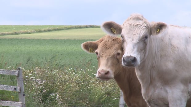 Farmers call on MPs to block U.K. deal if beef barriers remain