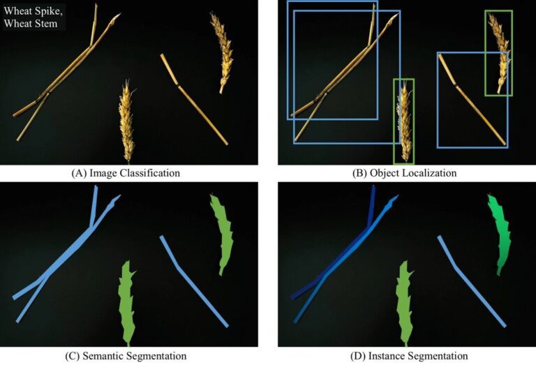 Could AI-powered object recognition technology help solve wheat disease?