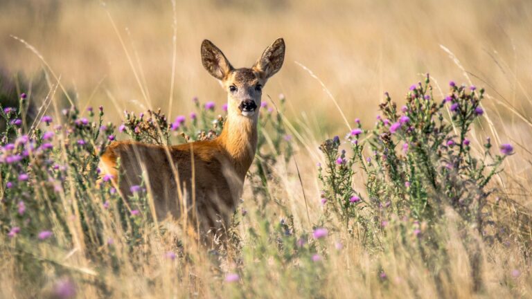 White-tailed deer blood shown to kill bacteria that causes Lyme disease