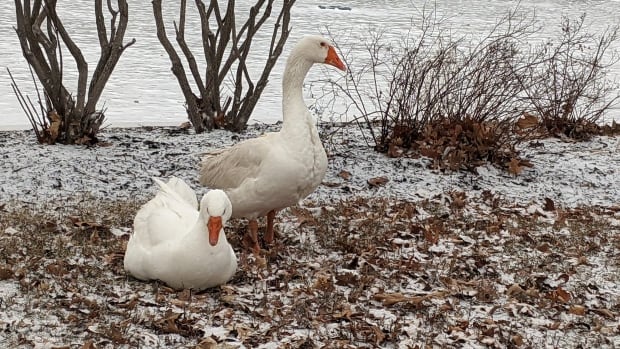 Widowed cemetery goose finds companionship through a personal ad