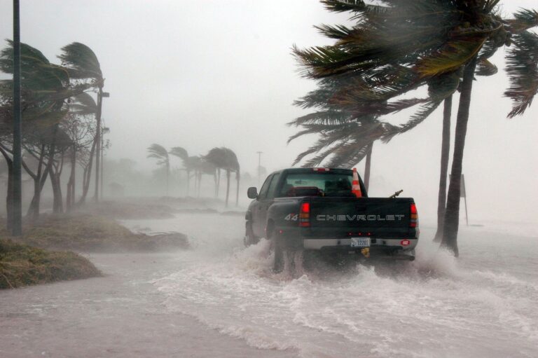 A non-native tree species reclaims its prominence after extreme weather