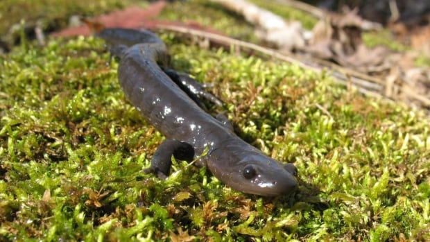 Saving the salamanders: Spring road closures help these critters migrate