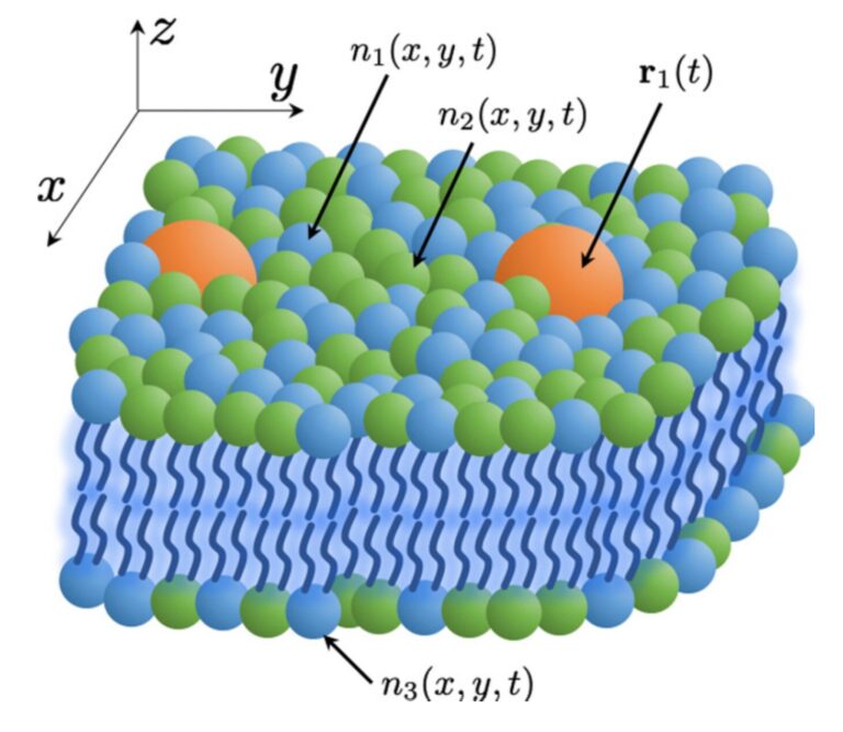 Scientists develop model for more efficient simulations of protein interactions linked to cancer