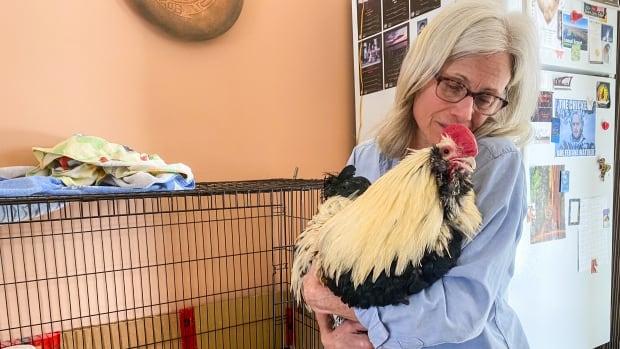 Sanctuary owner helps ‘Roy’ the frostbitten rooster get back on his feet