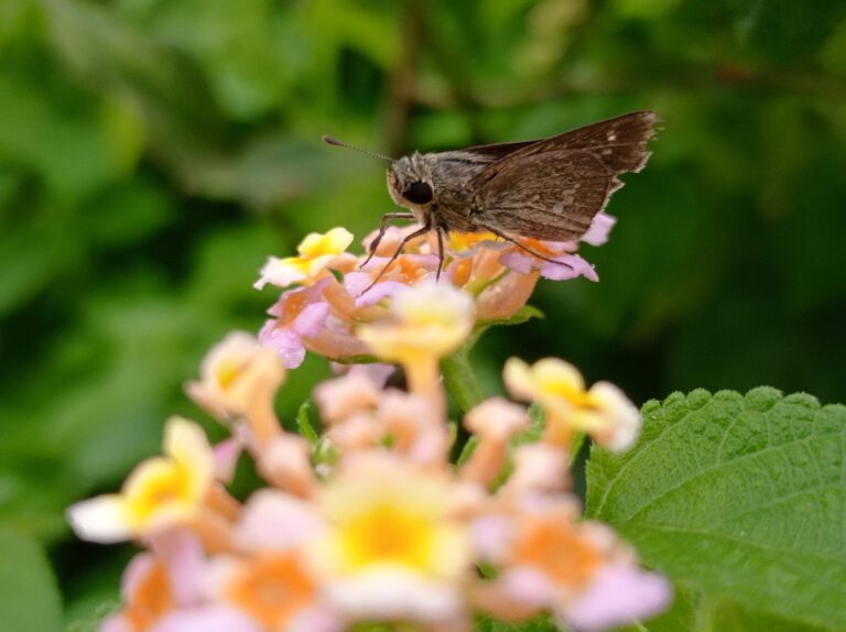 Moths are more efficient pollinators than bees, shows new research