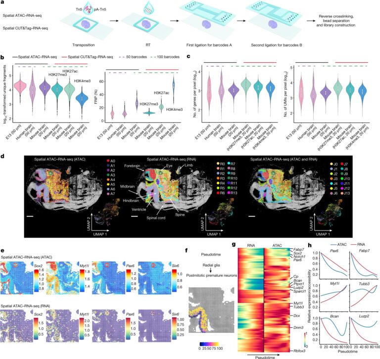 New technology maps where and how cells read their genome