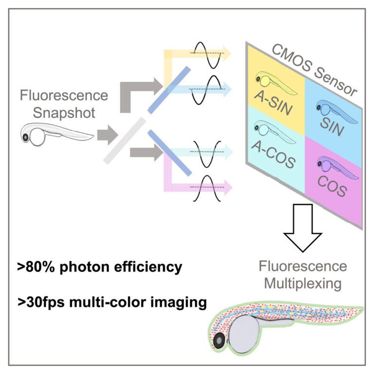 Researchers develop new tool to provide greater insight into biological processes