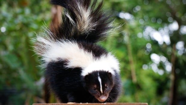 8 dead skunks found in Vancouver and Richmond test positive for avian flu