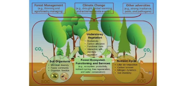 The current status and future trends of forest understory vegetation