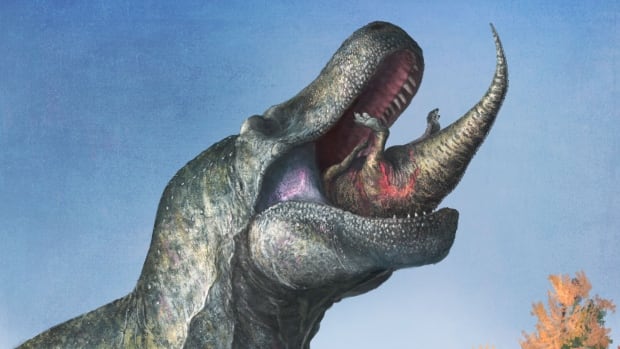 Tyrannosaurus rex and velociraptor may have had lips covering their teeth, new study finds