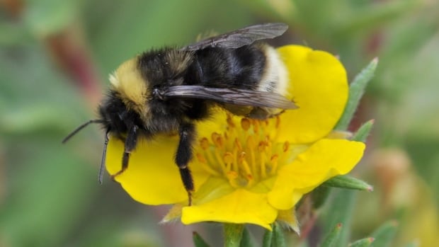 Scientists taught individual bees to solve puzzles. Soon, whole colonies knew how