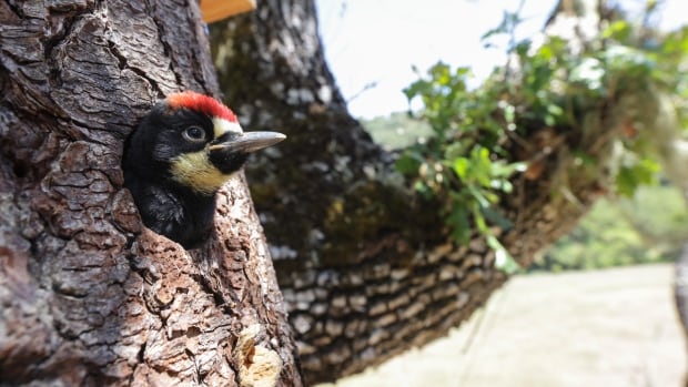 Why woodpeckers don’t get concussions, a really weird tongue and other surprising facts about these birds