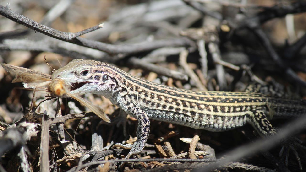 Blood samples from the lizards revealed elevated stress levels.