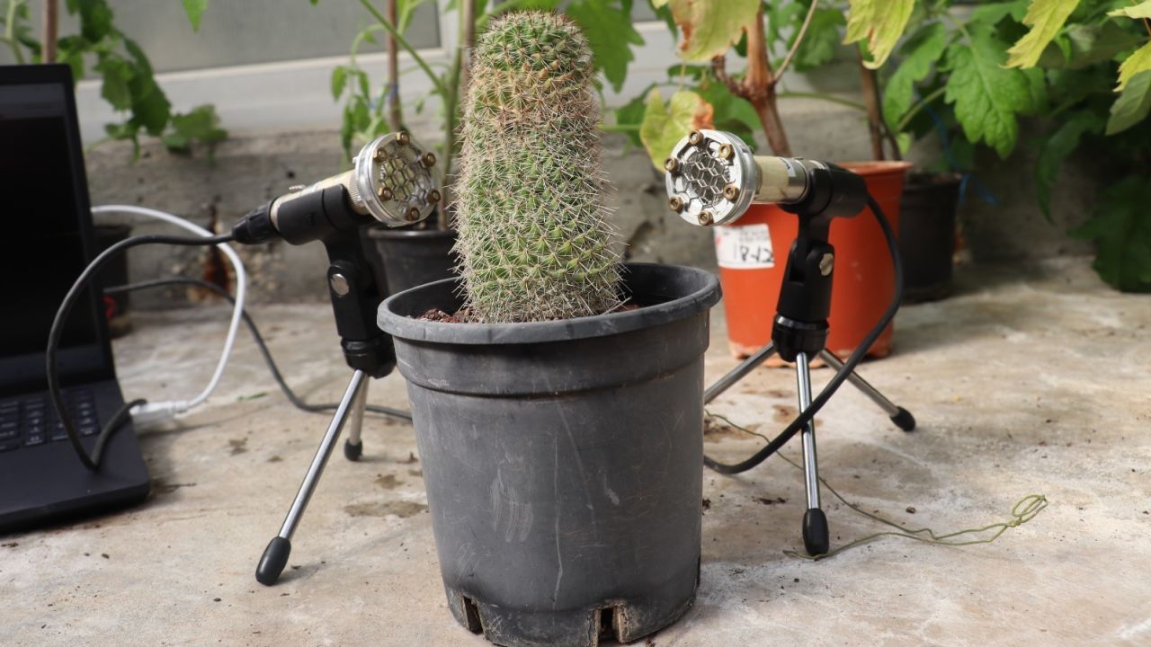 Researchers record sounds made by a cactus plant with ultrasonic microphones. 