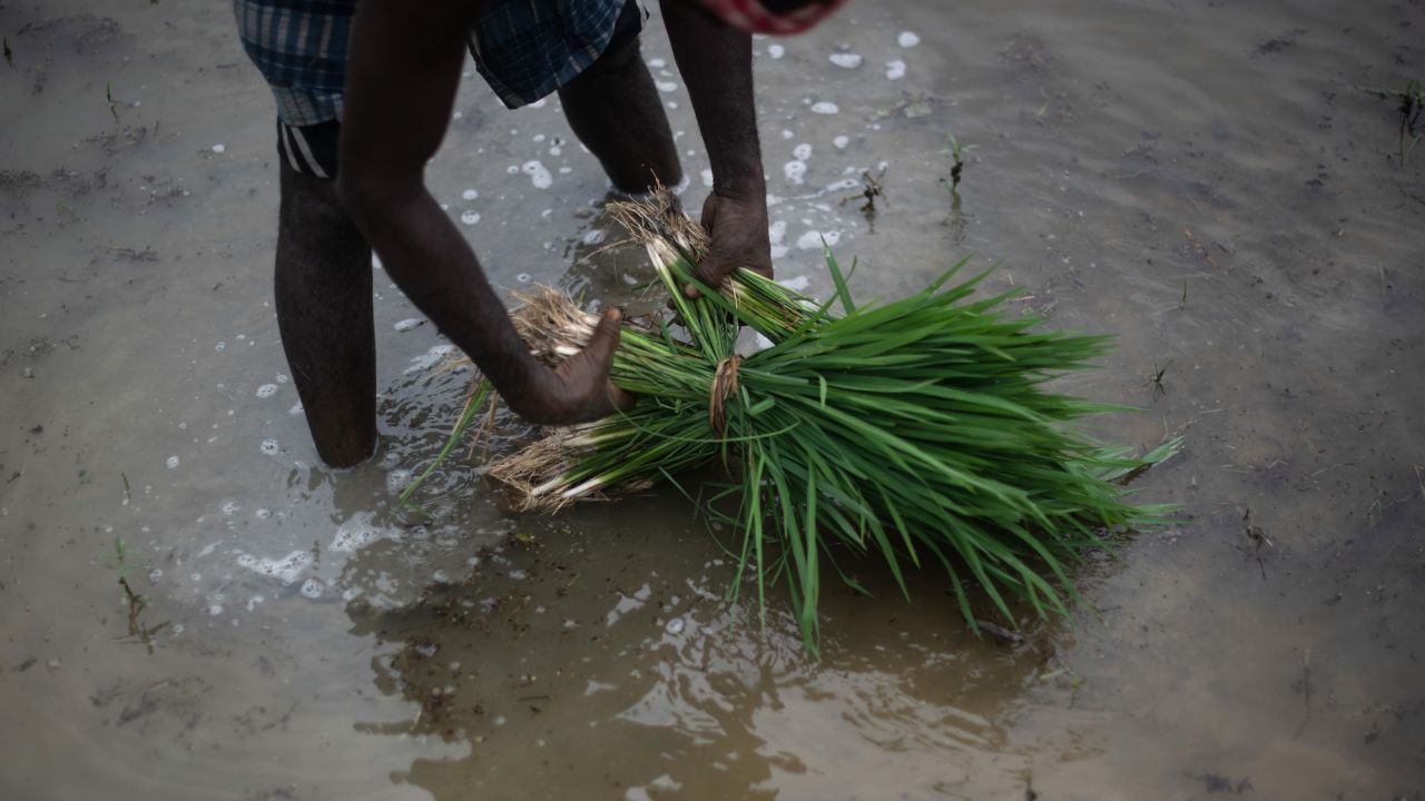 An Indian farm worker transplants rice paddy amid the monsoon in August 2022.