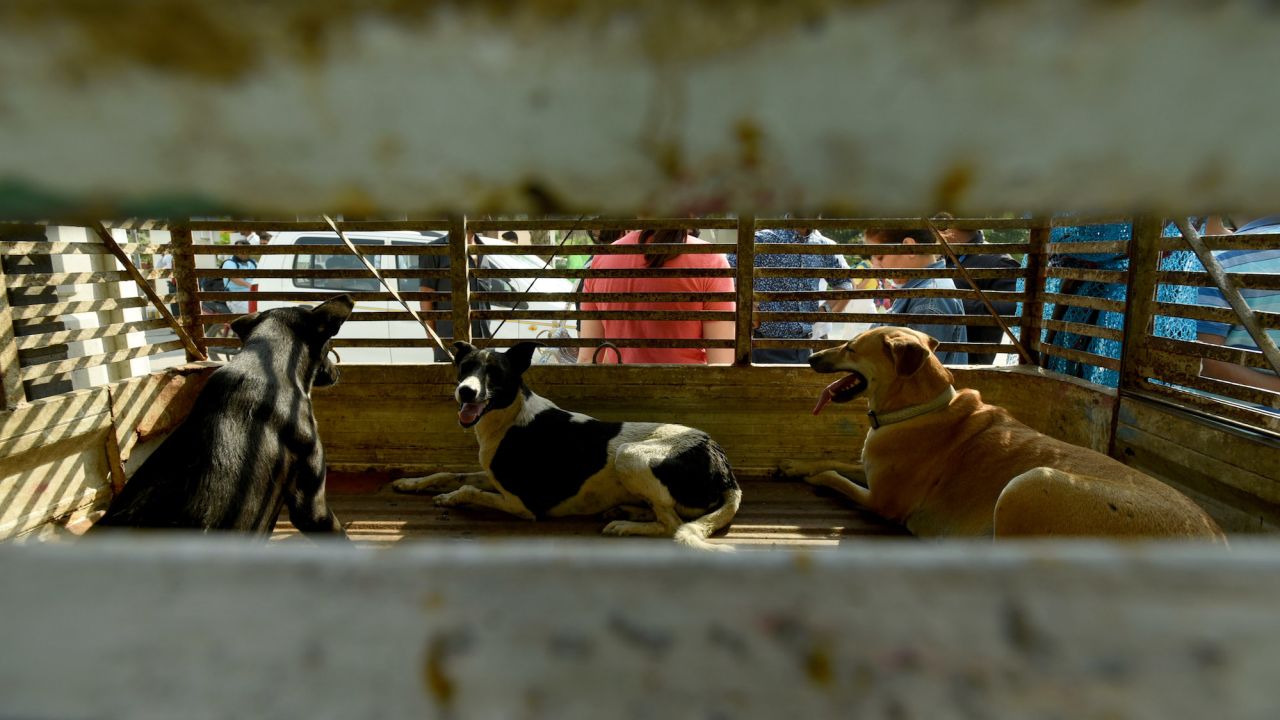 Stray dogs caught by authorities in Noida on October 18, 2022. 