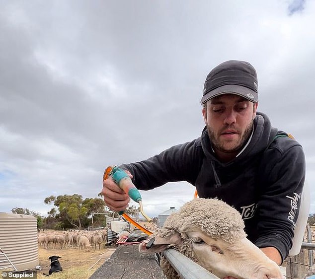 Working at a sheep farm in Dunluce, in regional Victoria, was Mr Hare's favourite job out of the ten different industries he tried