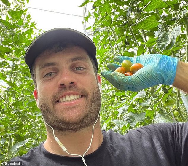 Mr Hare worked at a greenhouse picking tomatoes in Carisbrook, about two hours north-west of Melbourne