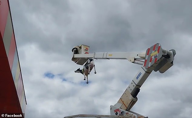 WA Police and residents managed to get the plastic cow off the roof by using a cherry picker