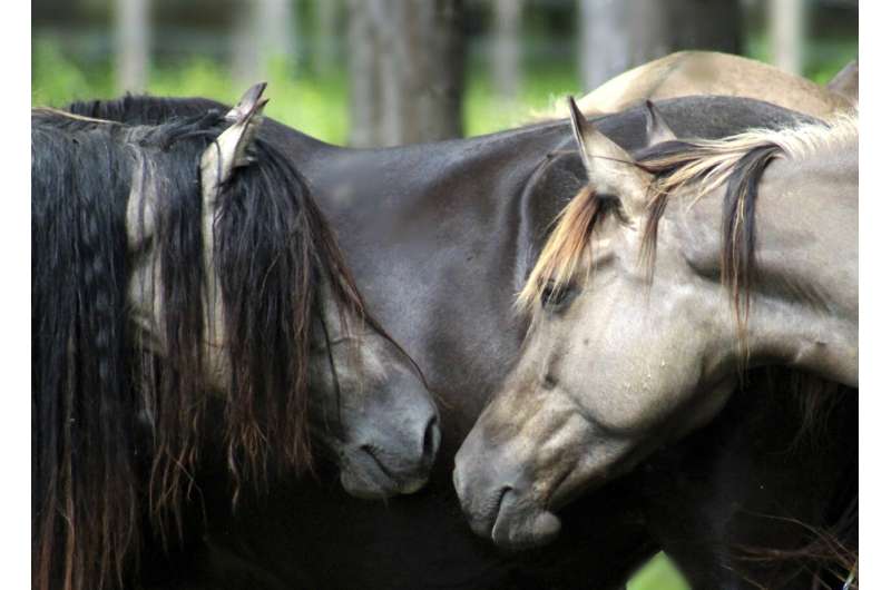 Horses came to American West by early 1600s, study finds