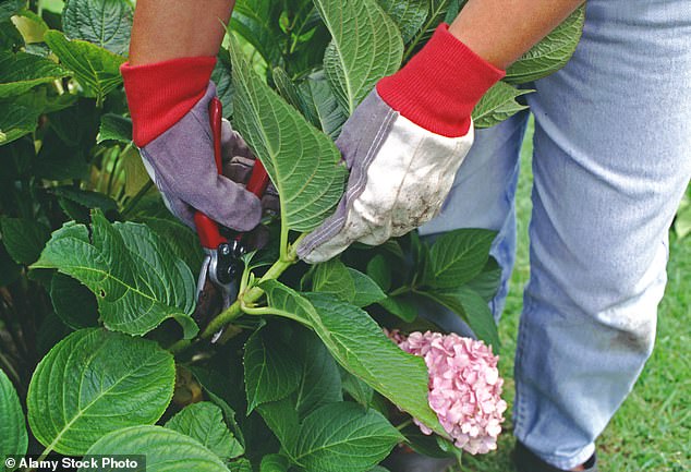 Plants that have been chewed by creepy crawlies should be displayed proudly in gardens as they show that the garden is an ‘ecosystem