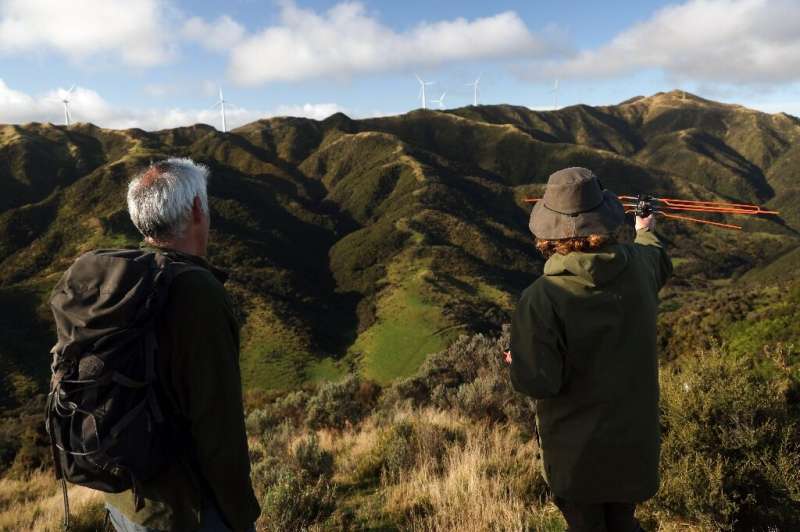 Kiwi birds are shuffling around Wellington's verdant hills for the first time in a century, after a drive to eliminate invasive 