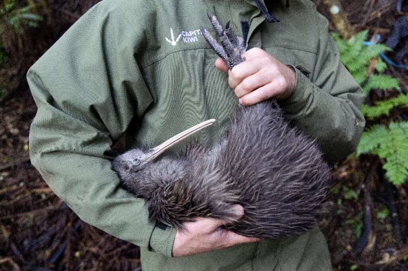 Regular check-ups show the birds released into the wild are thriving