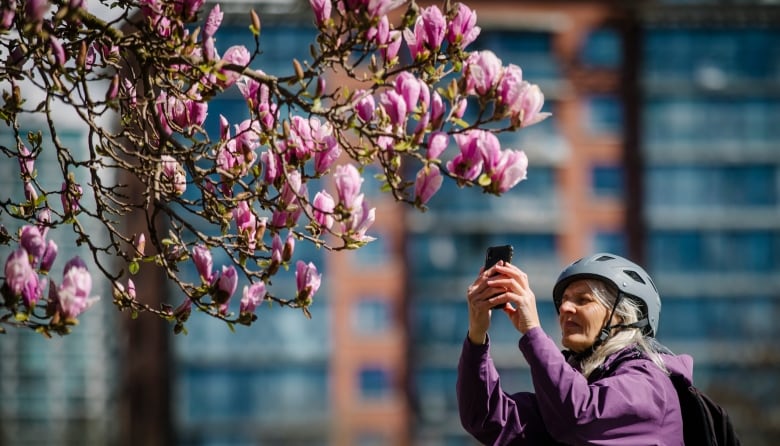 A woman takes a picture of a Magnolia in bloom