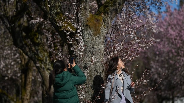 There’s a reason we flock to see cherry blossoms. This Waterloo prof explains why