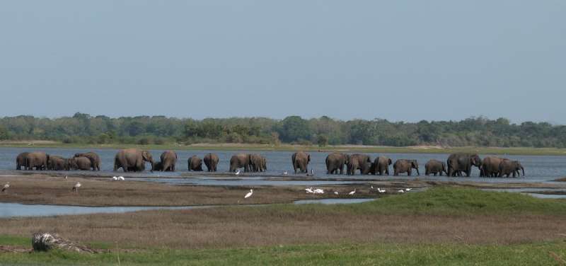 Human activities have reduced elephant habitat by nearly two-thirds since 1700, dividing population into smaller patches