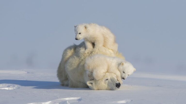 ‘The New Big 5’: Wildlife photography book turns the lens on animals at risk