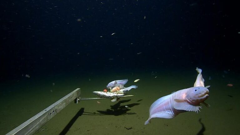 Scientists film deepest ever fish on seabed off Japan