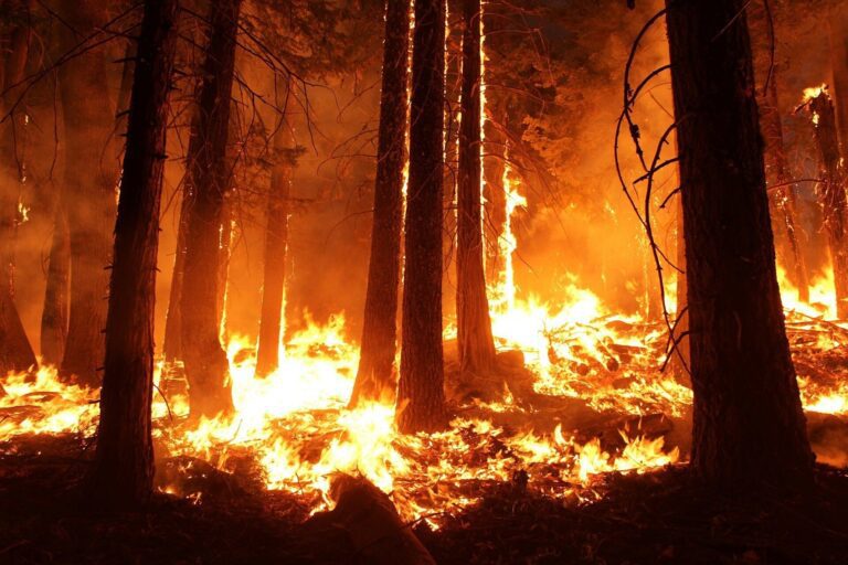 Forest fire reaches town in Canada’s Jasper National Park