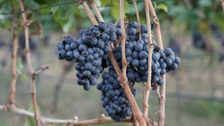 A bunch of lush, red wine grapes hang from a vine in an orchard. 