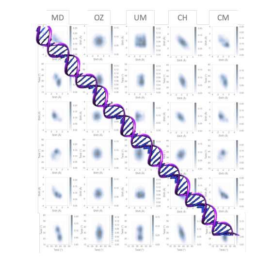 A new model predicts the flexibility of DNA movement at the molecular scale