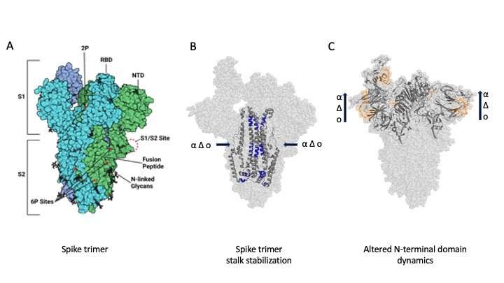 A tighter core stabilizes SARS-CoV-2 spike protein in new emergent variants