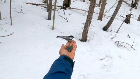 A tiny bird’s heartwarming gesture melts the hearts of strangers